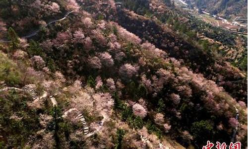 磐安有樱花吗最近天气_磐安有樱花吗最近天气预报查询